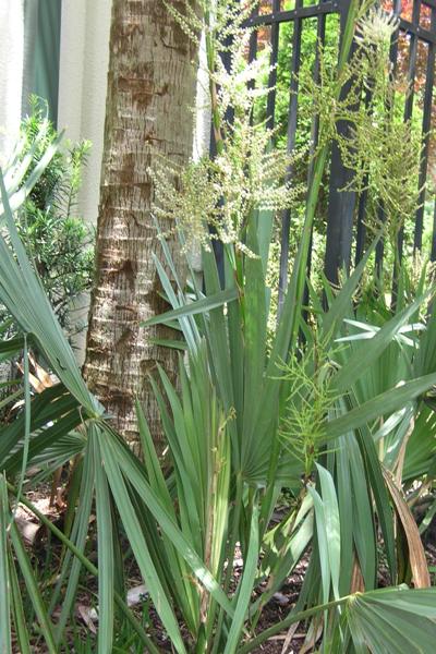 Dwarf Palmetto Palm